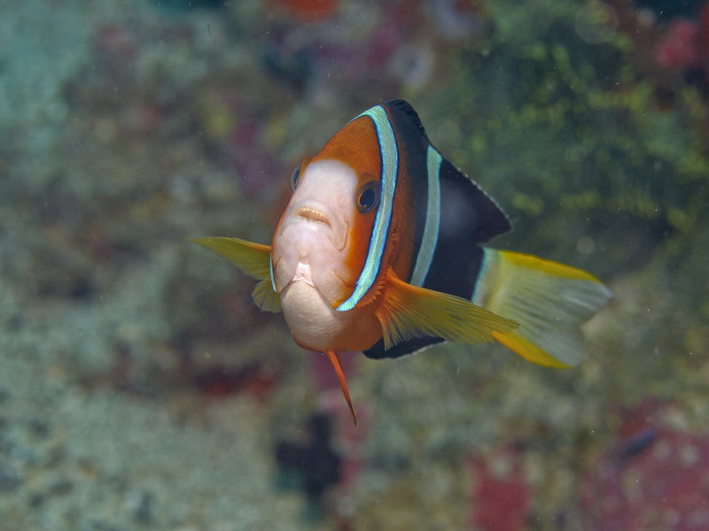 Anemone Fish, Ernie's Cave